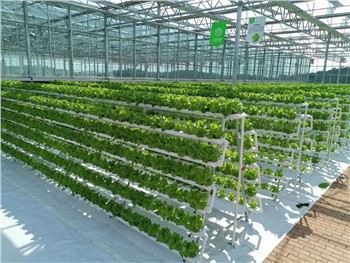 Issiqxona bargli sabzavotli gidroponik o'simliklar tizimi