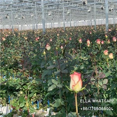 Gullar va o'simliklar Yashil uylar