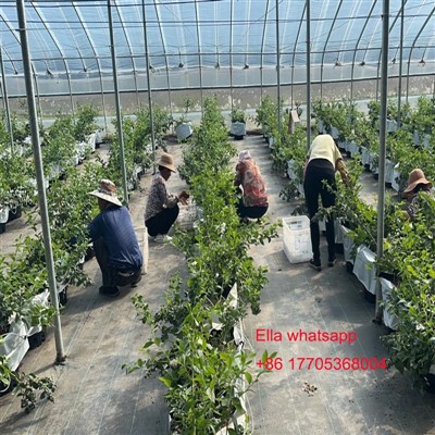 Barglar uchun ozuqalarni olish uchun harorat